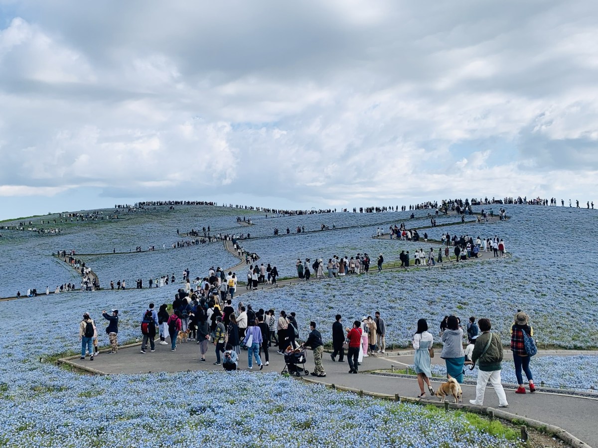 ネモフィラに感動！